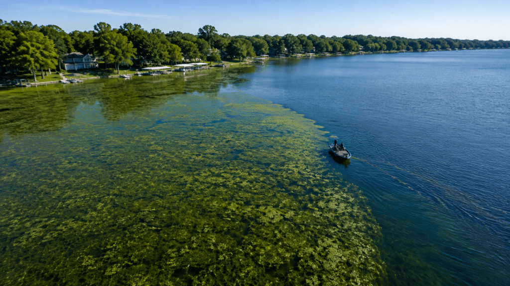 Aerial view of Lake Webster muskie patterns showing expansive cabbage and coontail weed flats transitioning into deeper water, with a fishing boat working the outside weed edge in northern Indiana.